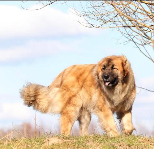 Ter dekking: Leonberger x Pyrenese berghond dekreu, Dieren en Toebehoren, Honden | Dekreuen, Reu, Particulier, Eén hond, Nederland