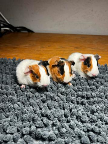 Wie word hun nieuwe baasje?