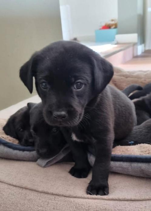 STAMBOOM ZWARTE FIELDTRIAL LABRADOR PUPS, Dieren en Toebehoren, Honden | Retrievers, Spaniëls en Waterhonden, Meerdere dieren