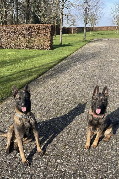 2 Mechelse herders, Dieren en Toebehoren, Honden | Herdershonden en Veedrijvers, Meerdere dieren, Herder, Particulier, Meerdere