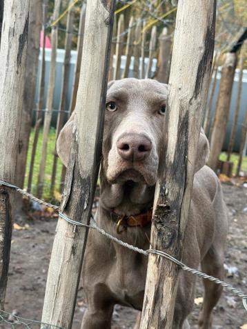 Franky – Weimaraner teef van een half jaar oud (gratis)