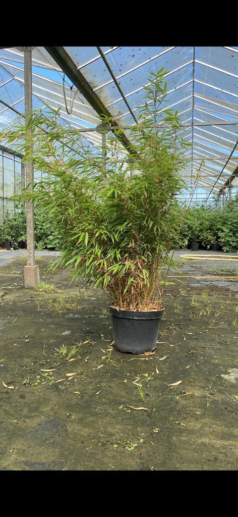 Niet woekerende bamboe fargesia rufa 100cm 12 liter pot haag, Tuin en Terras, Planten | Struiken en Hagen, Bamboe, 250 cm of meer