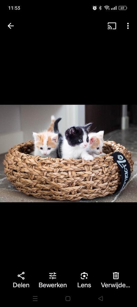 Kittens gezocht, Dieren en Toebehoren, Katten en Kittens | Overige Katten, Kater
