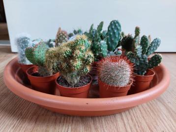 Kleine kamerplanten - Vetplant/Cactus/Euphorbia ø 9 cm.