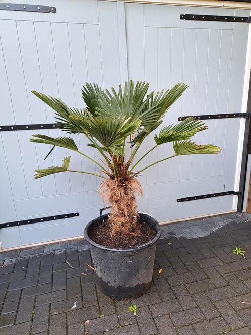 Trachycarpus wagnerianus palmboom, Tuin en Terras, Planten | Bomen, Palmboom, Volle zon, Ophalen of Verzenden