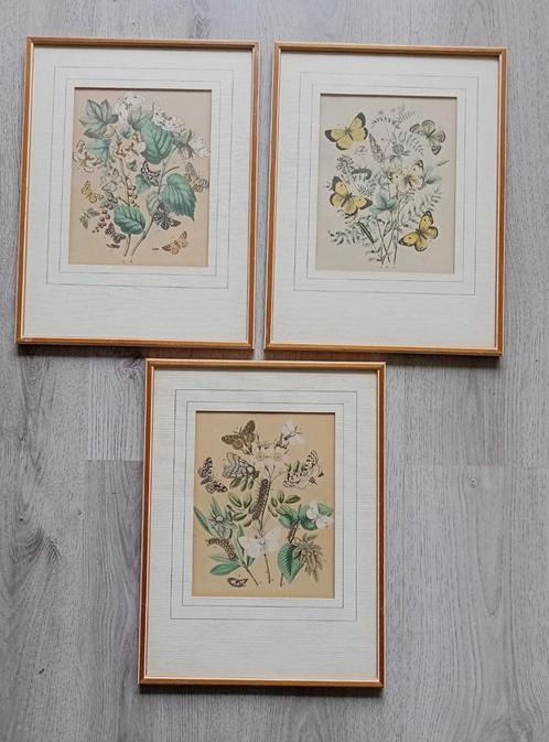 Drie handgekleurde 19e eeuws prenten Vlinders - Flora fauna, Antiek en Kunst, Kunst | Etsen en Gravures, Ophalen of Verzenden