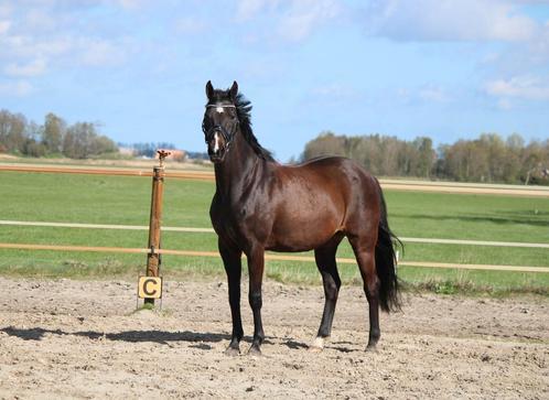 Te koop lieve fokmerrie draagmerrie pleegmerrie weidemaatje, Dieren en Toebehoren, Paarden, Merrie, 11 jaar of ouder, Ingeënt