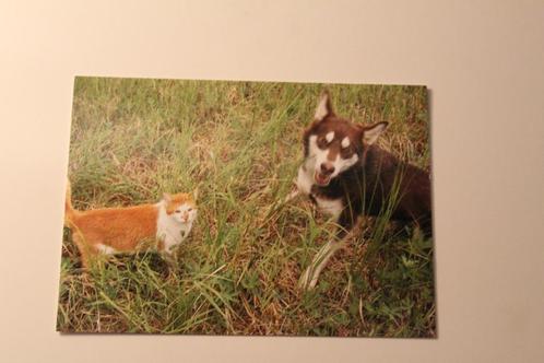 Katten Postkaart - Bruine Siberian Husky Hond en rode Poes, Verzamelen, Ansichtkaarten | Dieren, Ongelopen, 1980 tot heden, Hond of Kat
