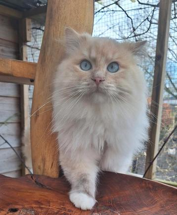 Ragdoll dekkater stamboom en dna / echo getest