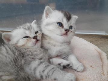 Brits korthaar kittens zoeken een fijn thuis!