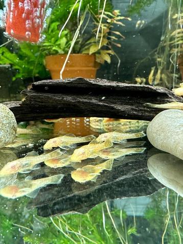 Albino Bristlenose Pleco (Ancistrus cf. cirrhosus "Albino")