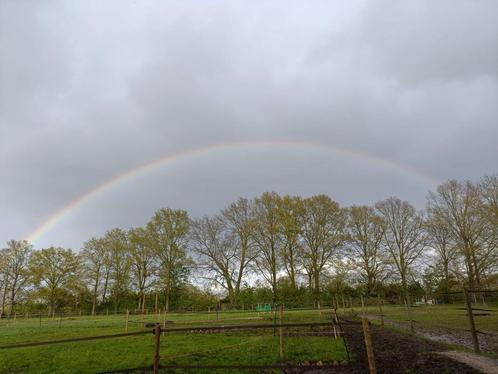 Pensioenstal/rusthuis voor uw paard op paddock paradise, Dieren en Toebehoren, Stalling en Weidegang, Stalling, Weidegang, 1 paard of pony