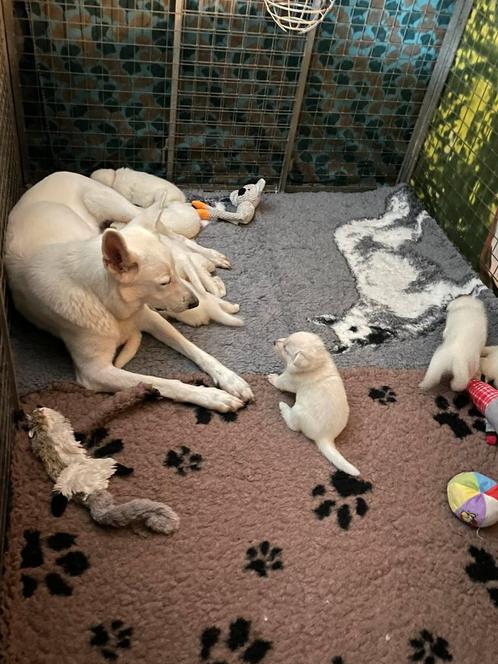 Zwitserse witte herder pups, Dieren en Toebehoren, Honden | Herdershonden en Veedrijvers, Herder, Fokker | Professioneel, Meerdere