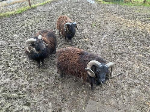 Ouessant rammetjes, mini schaapjes, Dieren en Toebehoren, Schapen, Geiten en Varkens, Schaap, Mannelijk, 0 tot 2 jaar