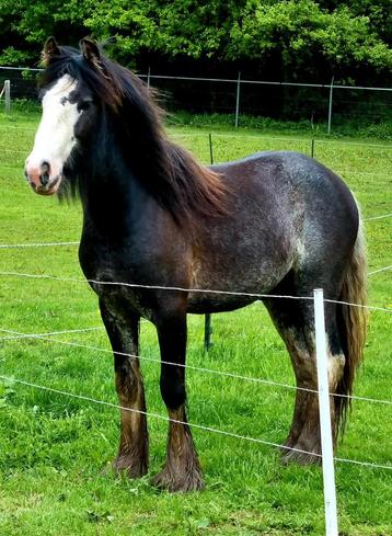 Dekhengst Irish Cob Tinker 