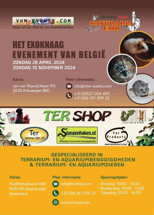 Naturaria Exoknaag Fair Antwerpen 28-04-2024, Dieren en Toebehoren, Knaagdieren, Mannelijk, Cavia