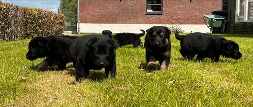 Duitse herder pups met stamboom, Dieren en Toebehoren, Honden | Herdershonden en Veedrijvers, Meerdere dieren, Herder, Particulier