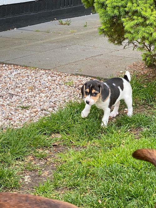 Kruising Beagle x Boerenfox pups, Dieren en Toebehoren, Honden | Niet-rashonden, Middel, Meerdere dieren, Particulier, Meerdere