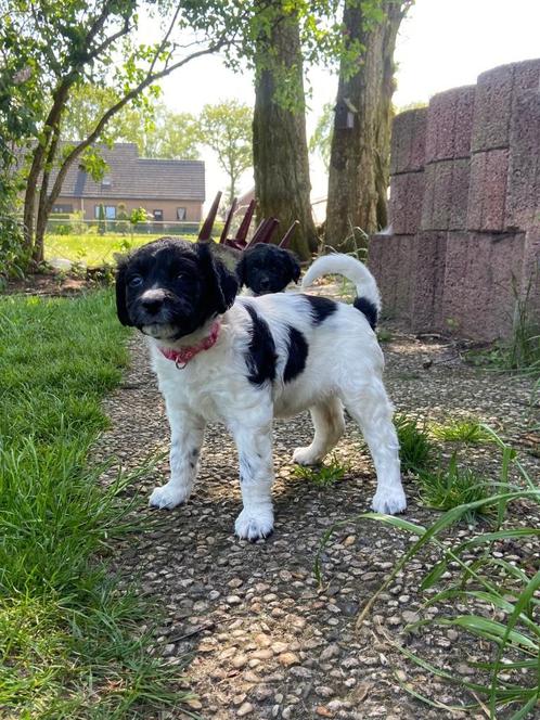 Friese Stabij/Wetterhoun pups, Dieren en Toebehoren, Honden | Retrievers, Spaniëls en Waterhonden, Meerdere dieren, Overige rassen