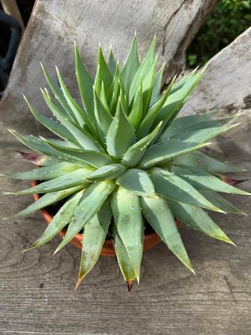 Aloe Polyphylla (Spiraalaloe)