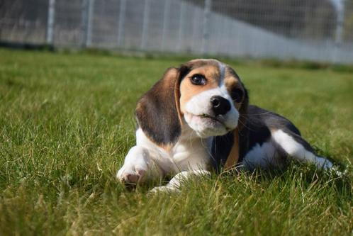 Beagle pups nieuw nestje, Dieren en Toebehoren, Honden | Beagles, Bassets en Lopende honden, Meerdere dieren, Beagle, Fokker | Professioneel