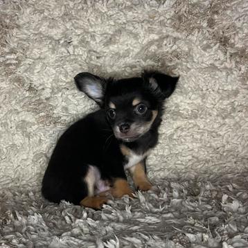 Chihuahua pup reutje (tri-color)