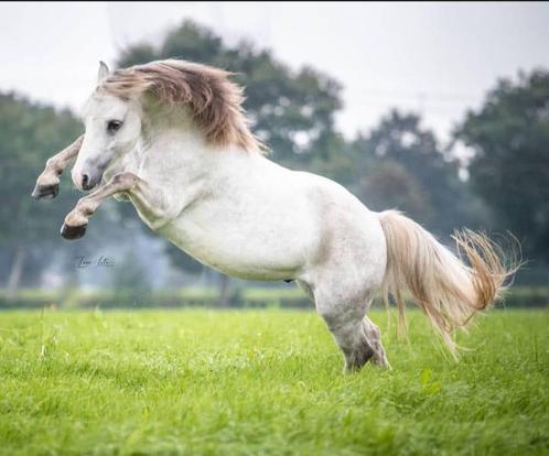 ** SPECIALE Welsh pony voor coaching / vrijheidsdressuur **, Dieren en Toebehoren, Pony's, Ruin, Niet van toepassing, A pony (tot 1.17m)