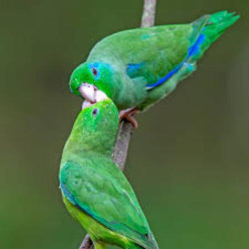 Forpus conspicillatus conspicillatus, Dieren en Toebehoren, Vogels | Parkieten en Papegaaien, Papegaai, Meerdere dieren, Geringd