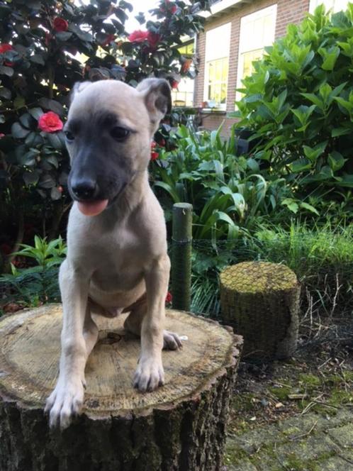 Goed gesocialiseerde whippet pups, Dieren en Toebehoren, Honden | Windhonden, Meerdere dieren, Whippet, Fokker | Professioneel