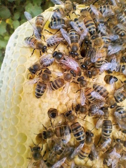 Buckfast koninginnen, Dieren en Toebehoren, Insecten en Spinnen