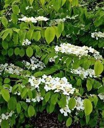 Viburnum witte bloemen. Watanebe 1 kopen is 2 gratis