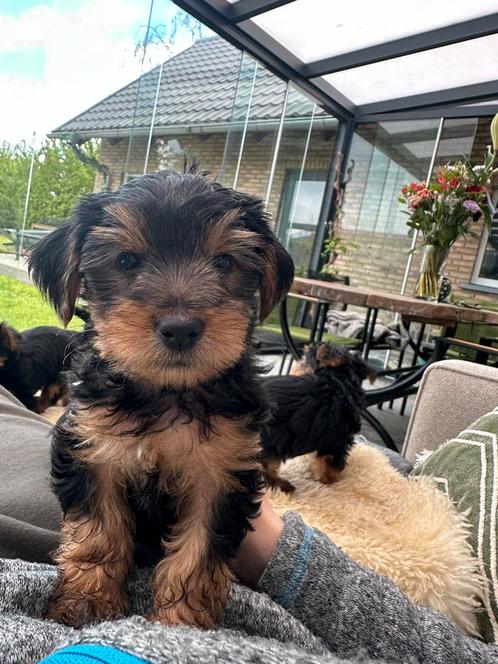 Yorkshire terriërs pups te koop, Dieren en Toebehoren, Honden | Jack Russells en Terriërs, Meerdere dieren, Yorkshire Terriër