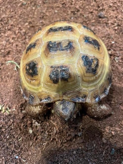Vierteenlandschildpad met Warmtelamp, Dieren en Toebehoren, Reptielen en Amfibieën, Schildpad, 0 tot 2 jaar, Tam