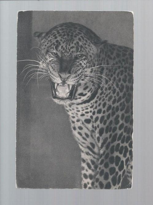 2544 Oude kaart dierentuin Parijs jaguar, Verzamelen, Ansichtkaarten | Dieren, Ongelopen, Wild dier, Verzenden