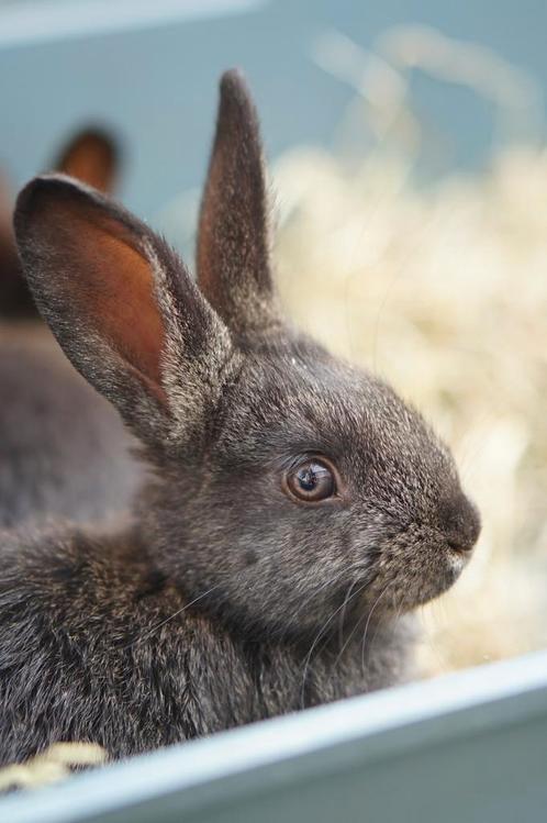 Halfwilde jonge konijnen te koop, Dieren en Toebehoren, Konijnen, Klein, Meerdere dieren, 0 tot 2 jaar