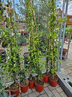 Toscaanse Jasmijn - Trachelospermum