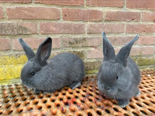 Duitse reuzen blauw top, Dieren en Toebehoren, Konijnen, Groot, Meerdere dieren, 0 tot 2 jaar