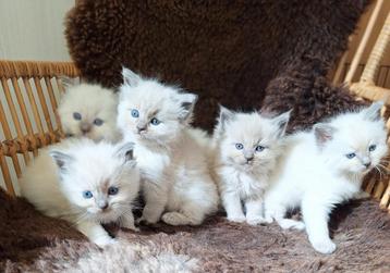 Ragdoll kittens met stamboom en dna/echo geteste ouders 
