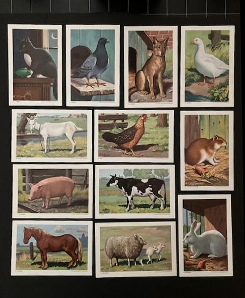 12 Albumplaatjes boerderijdieren - H.J. Slijper, Hobby en Vrije tijd, Stickers en Plaatjes, Zo goed als nieuw, Meerdere plaatjes