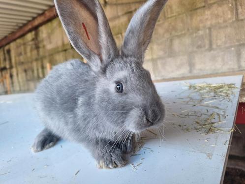 Duitse reus jonkies, Dieren en Toebehoren, Konijnen, Groot, Meerdere dieren, 0 tot 2 jaar