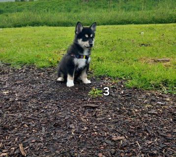 Pomsky Reutje 9 weken oud