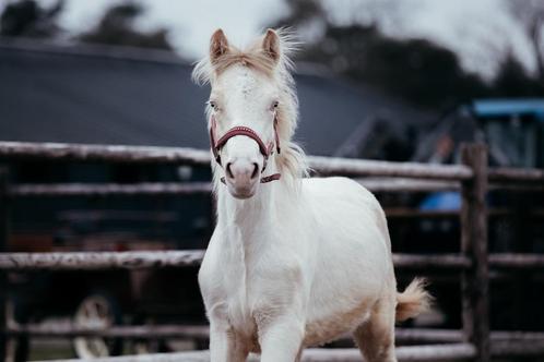 Mooie cremello connemara jaarling, Dieren en Toebehoren, Pony's, Hengst, Onbeleerd, C pony (1.27m tot 1.37m), Recreatiepony, 0 tot 2 jaar