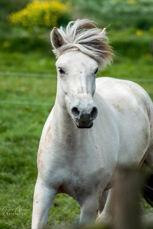 Paddock paradise / weidegang aangeboden, Dieren en Toebehoren, Stalling en Weidegang, Weidegang