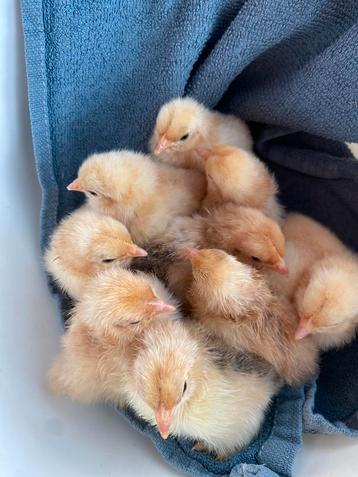 Kuikens Cochinkriel ZIJDEVEER zeldzaam mooie zachte kippen