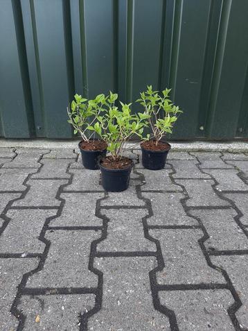 Pluim hortensia   limelight  €5,50 euro mooie volle planten 