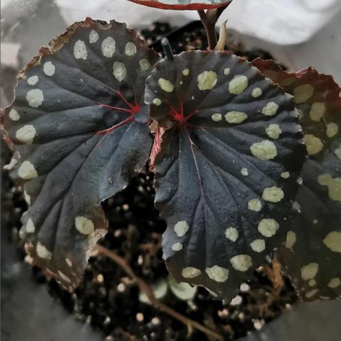 Begonia Kalimantan type 2, Huis en Inrichting, Kamerplanten, Overige soorten, Minder dan 100 cm, Halfschaduw, Ophalen of Verzenden