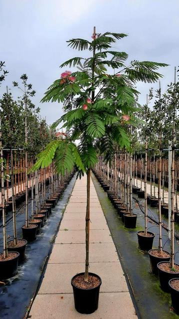 Albizia julibrissin 'Ombrella'🌿