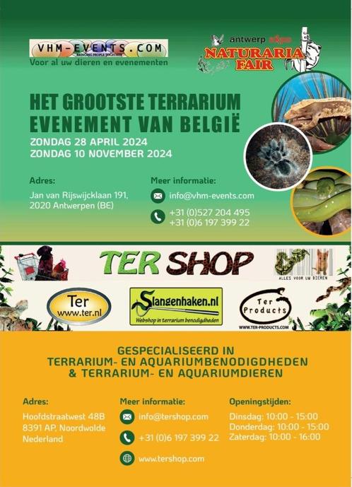 Naturaria Fair Antwerpen 28-04-2024, Dieren en Toebehoren, Reptielen en Amfibieën, Hagedis, 0 tot 2 jaar
