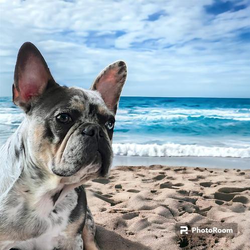 Franse Bulldog Lilac Merle & Tan dekreu, Dieren en Toebehoren, Honden | Dekreuen, Reu, Particulier, Eén hond, Nederland, 1 tot 2 jaar