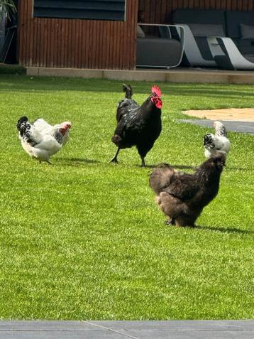 Super lieve Zijdehoen haan